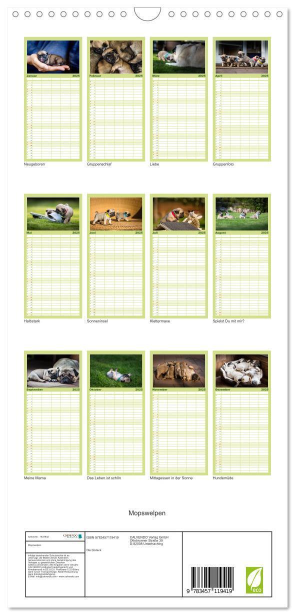 Bild: 9783457119419 | Familienplaner 2025 - Mopswelpen mit 5 Spalten (Wandkalender, 21 x...