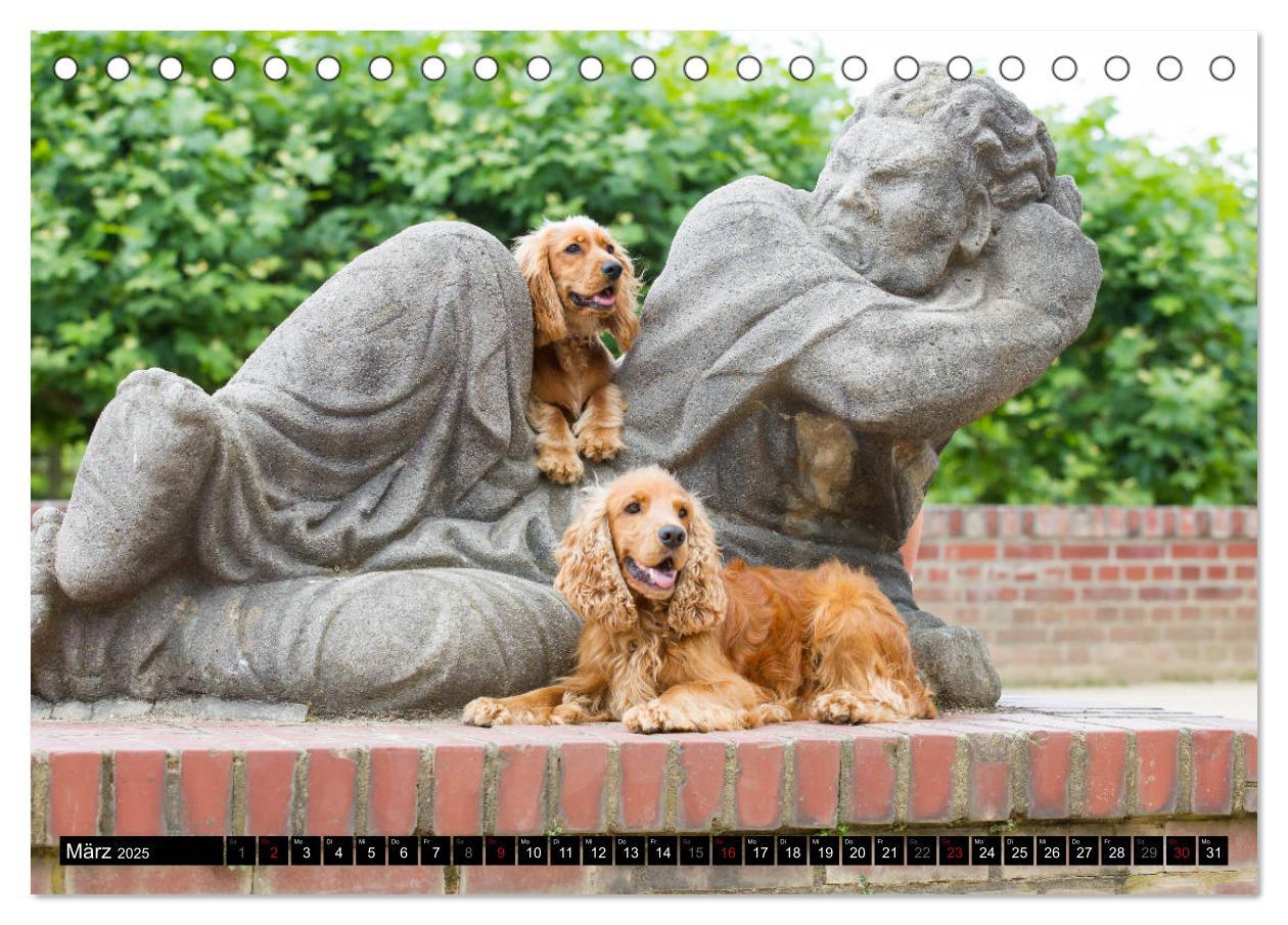 Bild: 9783435447312 | English Cocker Spaniel - Fröhliche Gesellen (Tischkalender 2025 DIN...