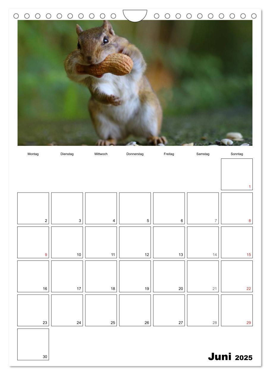 Bild: 9783457026670 | Streifenhörnchen - neugierige Nager (Wandkalender 2025 DIN A4...