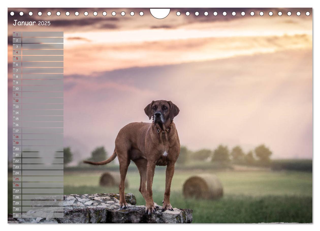 Bild: 9783435358625 | Rhodesian Ridgeback - Herzen auf vier Pfoten (Wandkalender 2025 DIN...