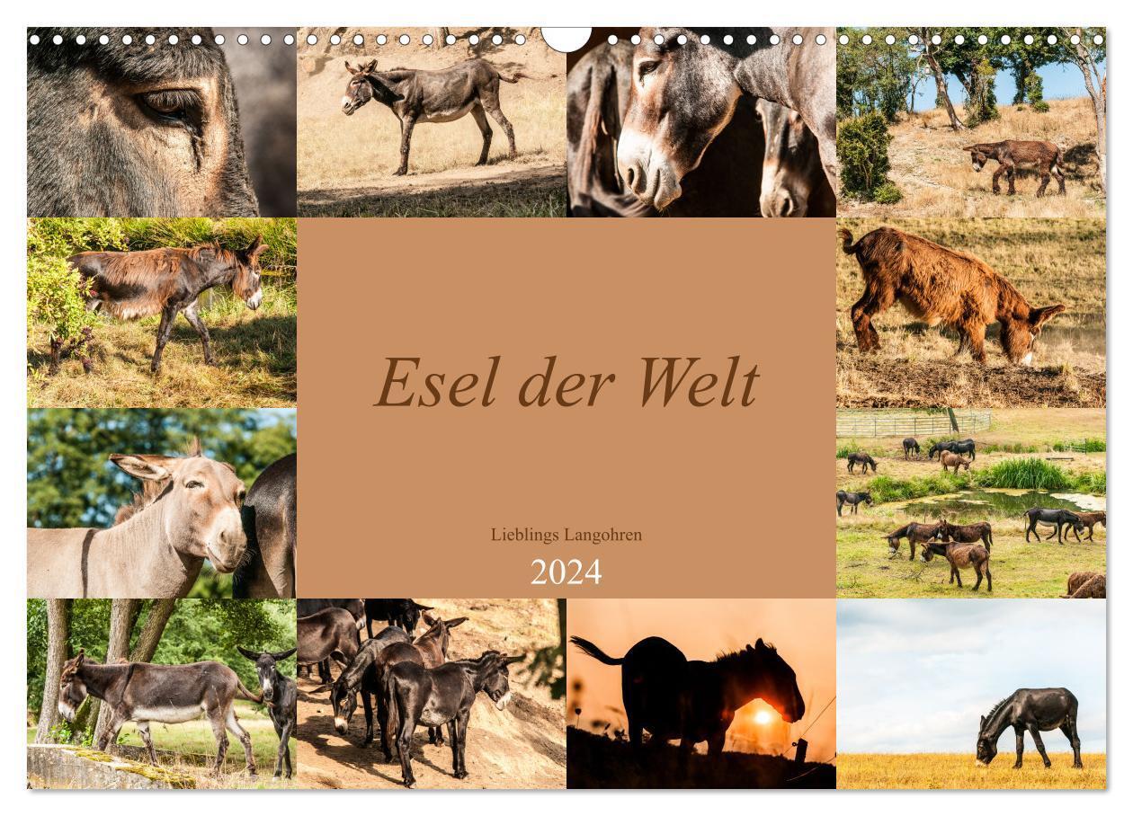 Cover: 9783675726482 | Esel der Welt - Lieblings Langohren (Wandkalender 2024 DIN A3...