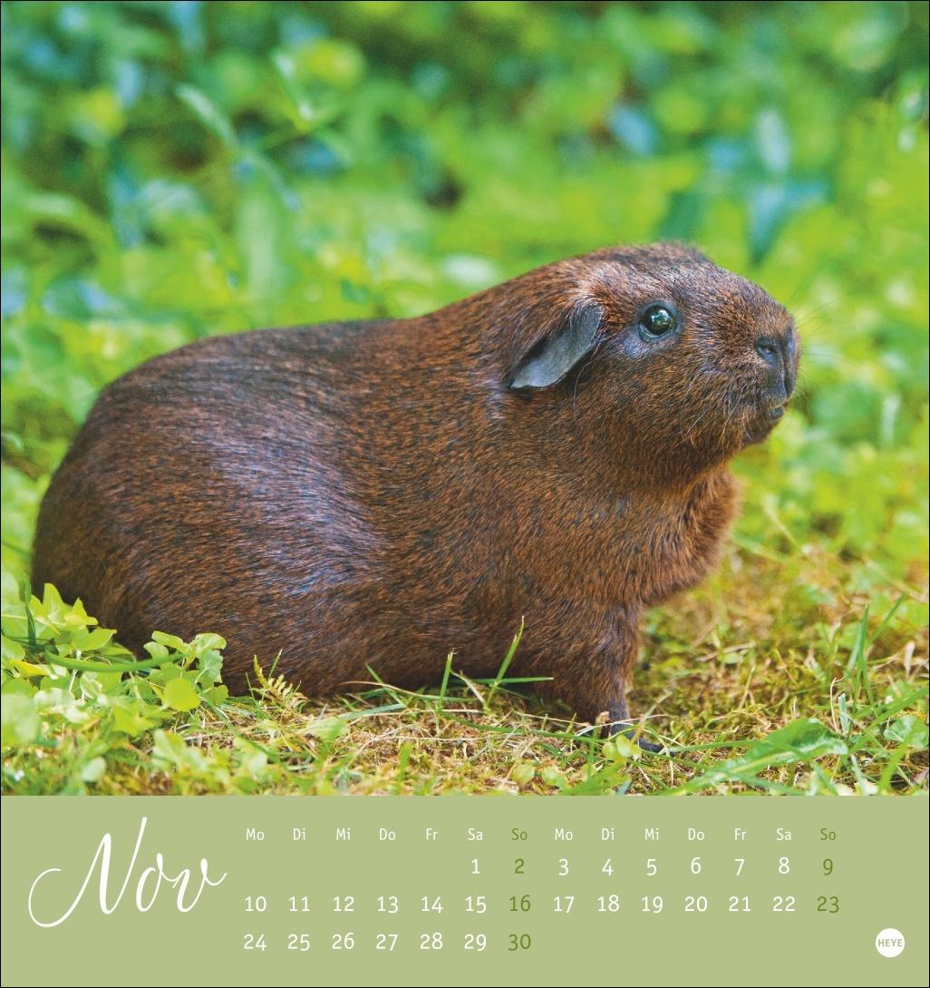 Bild: 9783756407101 | Kuschelige Meerschweinchen Postkartenkalender 2025 | Monika Wegler