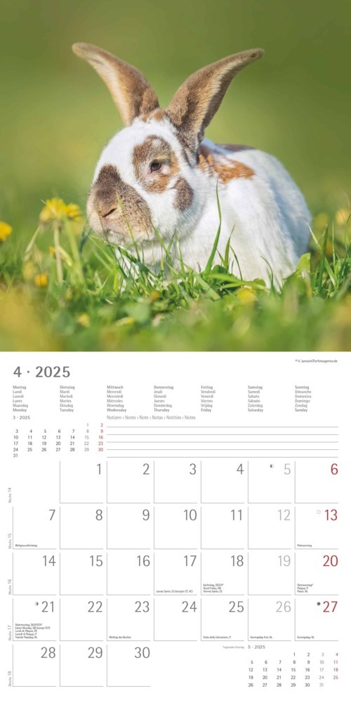 Bild: 4251732340766 | Alpha Edition - Kaninchen 2025 Broschürenkalender, 30x30cm,...