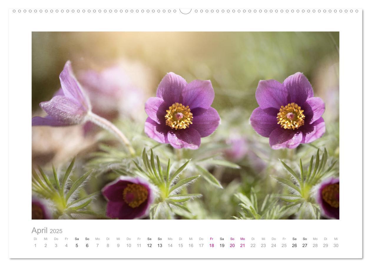 Bild: 9783435458035 | Blumen zart und schön (Wandkalender 2025 DIN A2 quer), CALVENDO...