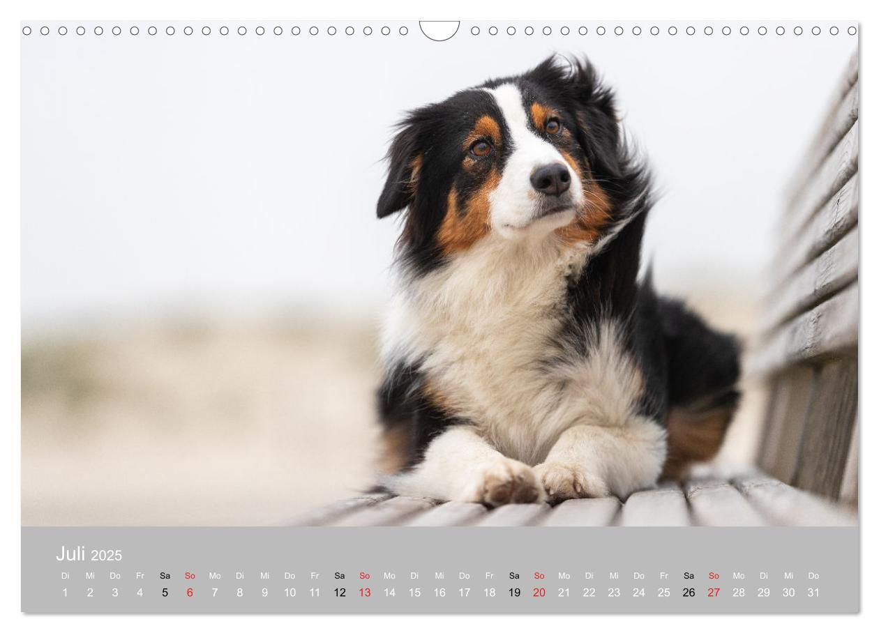 Bild: 9783435672875 | Australian Shepherd 2025 (Wandkalender 2025 DIN A3 quer), CALVENDO...