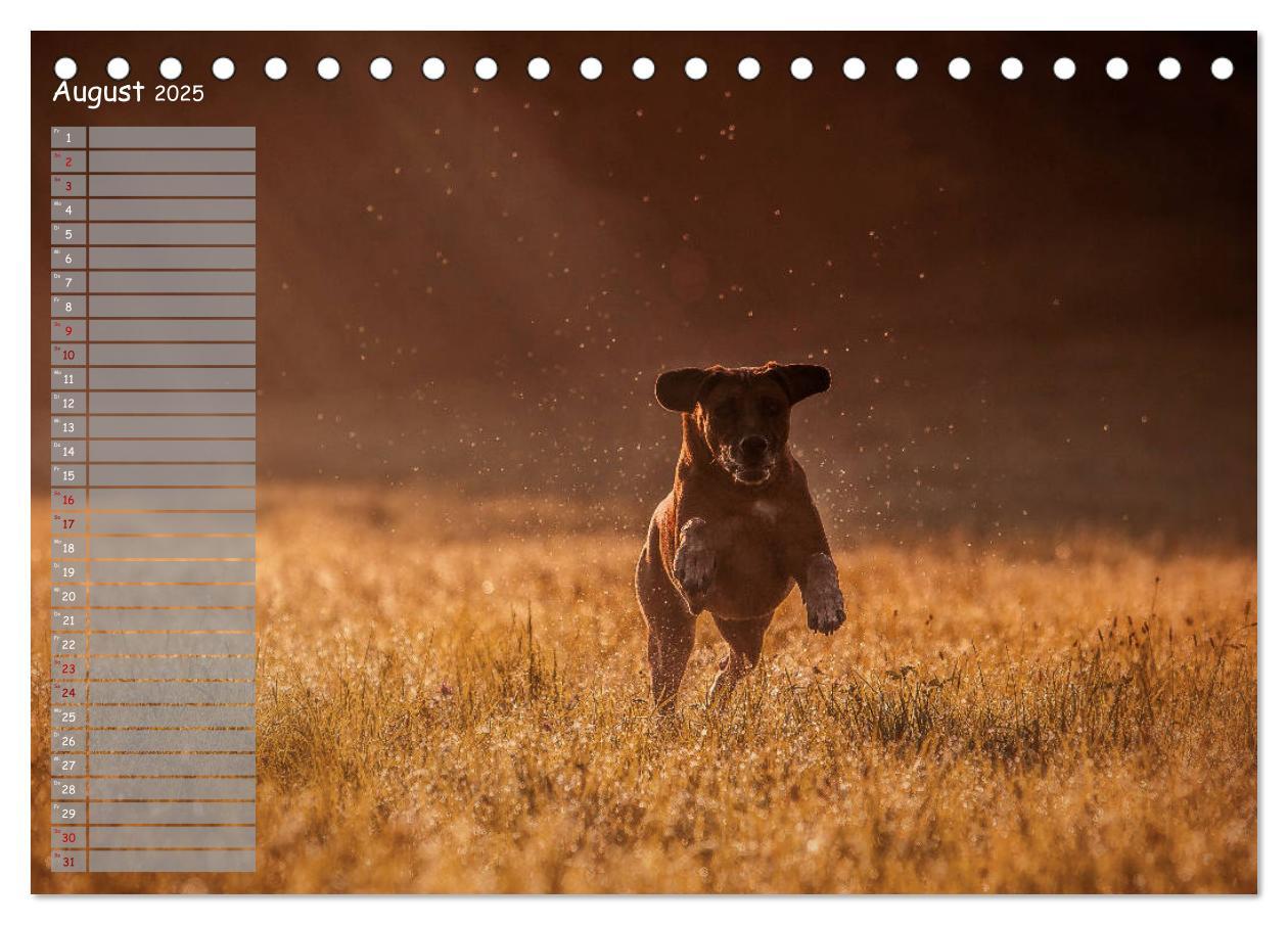 Bild: 9783435357253 | Rhodesian Ridgeback - Herzen auf vier Pfoten (Tischkalender 2025...