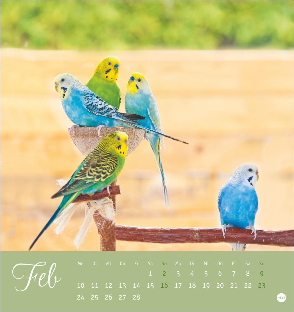 Bild: 9783756407095 | Freche Wellensittiche Postkartenkalender 2025 | Kalender | 13 S.