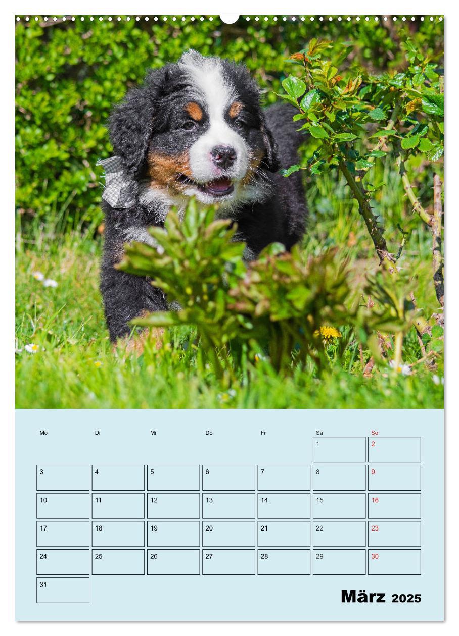 Bild: 9783435958672 | Familienplaner Berner Sennenhund Welpen (Wandkalender 2025 DIN A2...