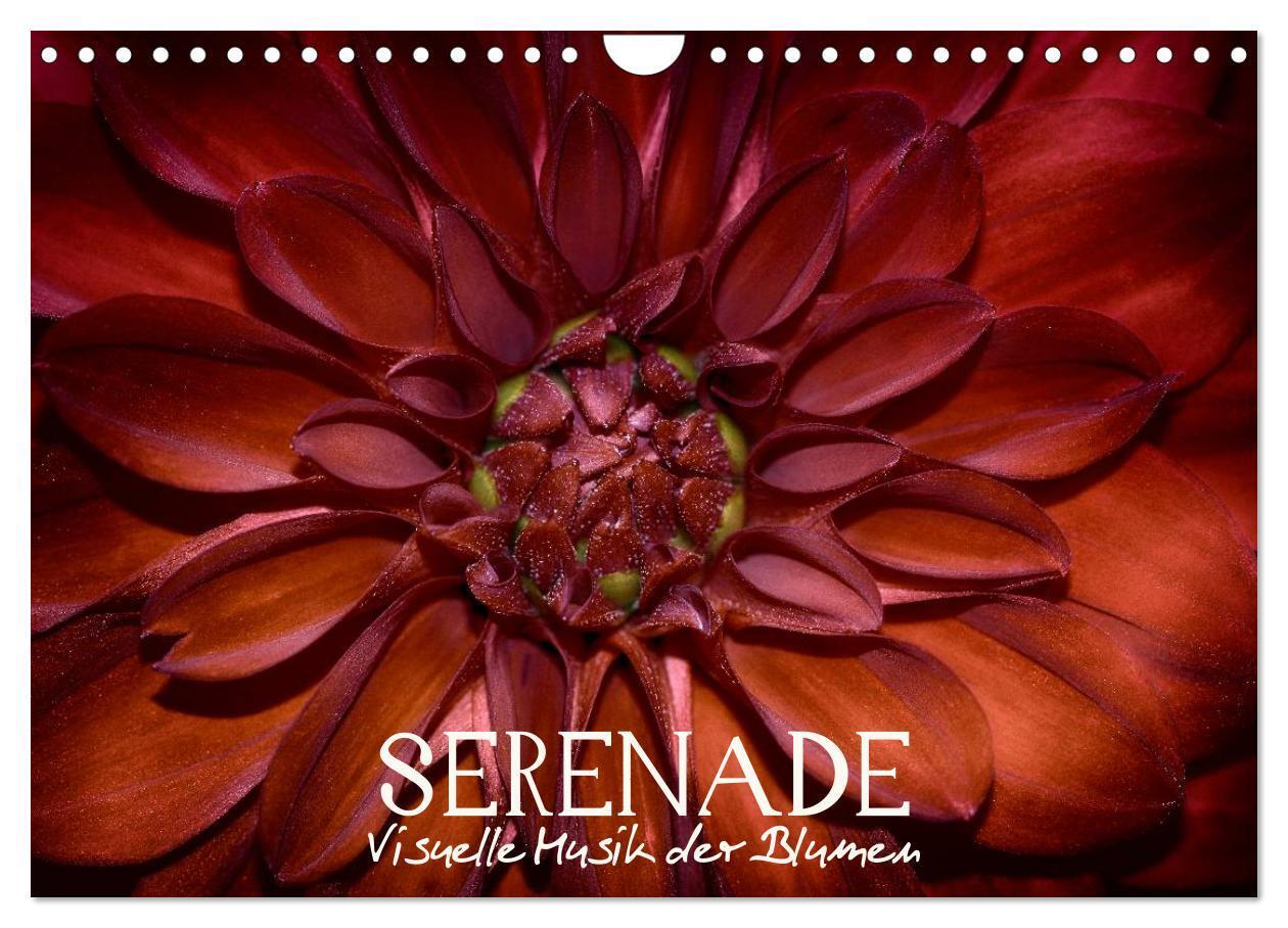 Cover: 9783383441899 | Serenade - Visuelle Musik der Blumen (Wandkalender 2024 DIN A4...