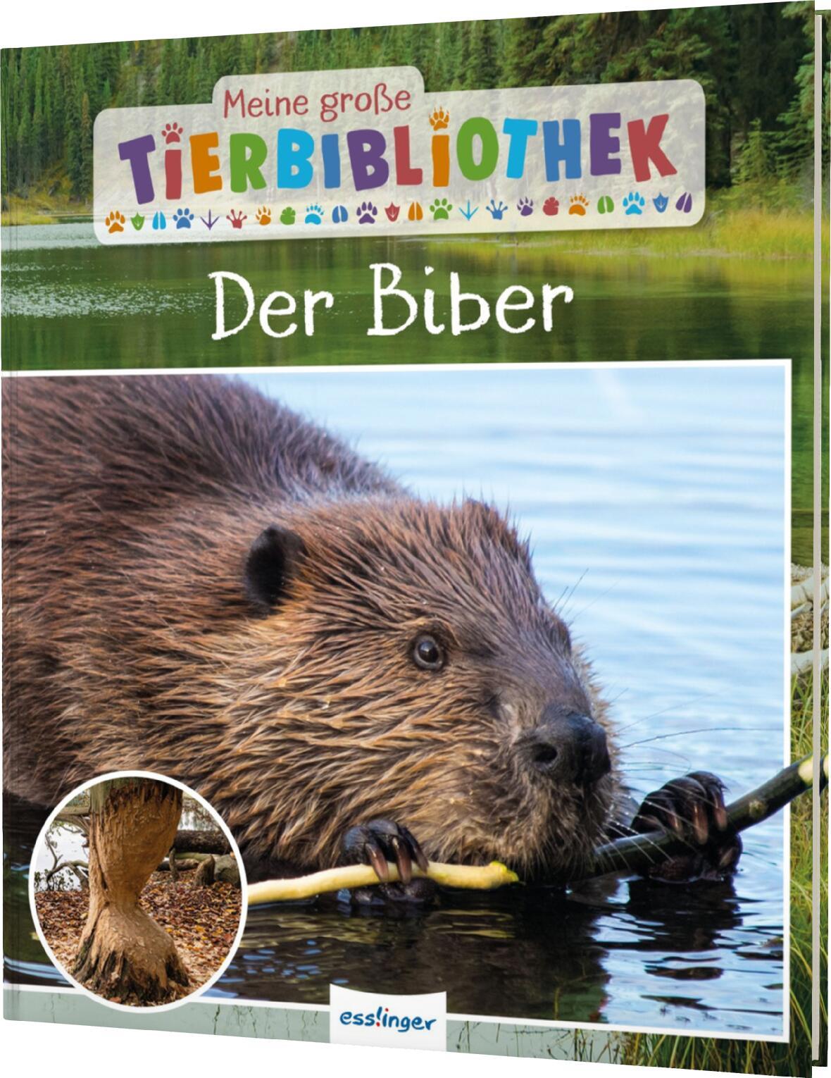 Cover: 9783480239429 | Meine große Tierbibliothek: Der Biber | Axel Gutjahr | Buch | 32 S.