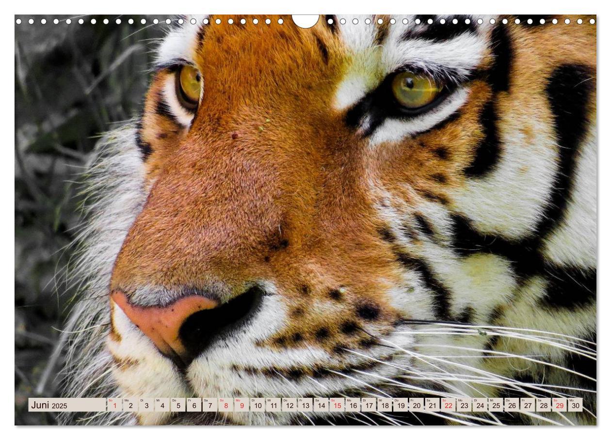 Bild: 9783435738533 | Tiger. Gestreift, wild u. schön (Wandkalender 2025 DIN A3 quer),...