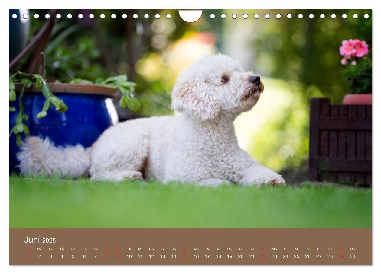 Bild: 9783435743131 | Pudel (Wandkalender 2025 DIN A4 quer), CALVENDO Monatskalender | Noack