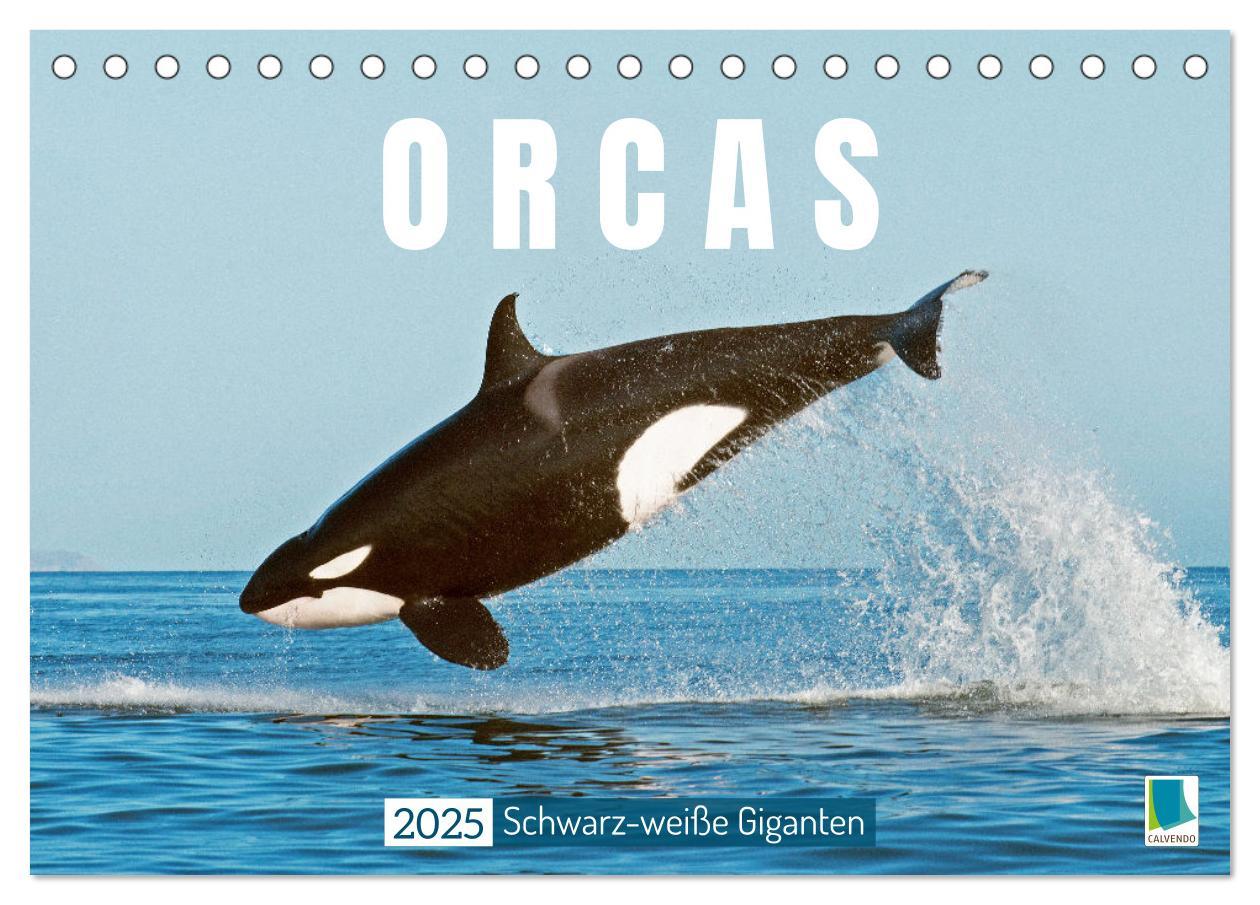 Cover: 9783383866050 | Orcas: Schwarz-weiße Giganten (Tischkalender 2025 DIN A5 quer),...