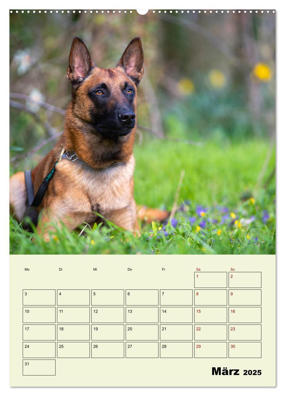 Bild: 9783435946624 | Malinois verlässliche Begleiter (Wandkalender 2025 DIN A2 hoch),...