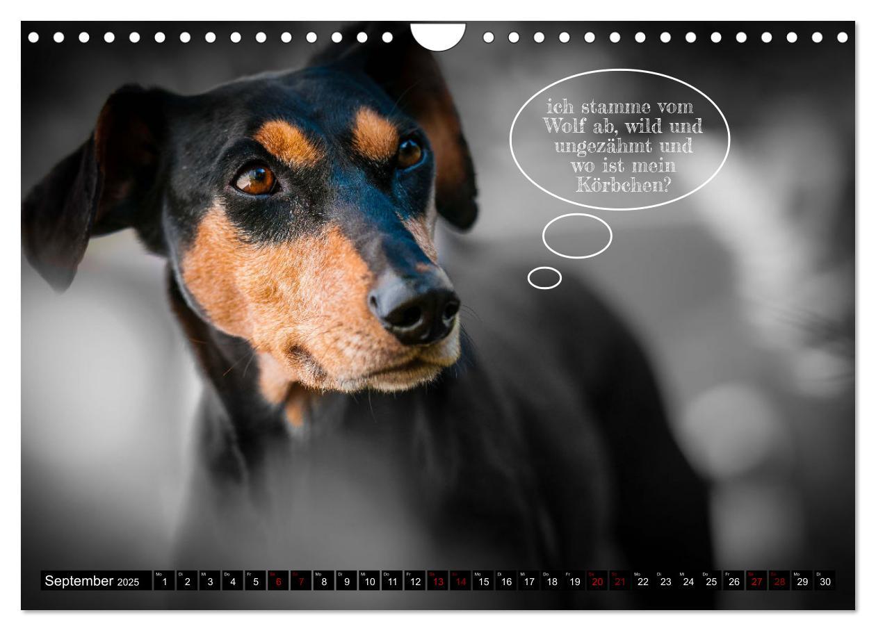 Bild: 9783383978517 | Hundeportraits, Hunde sind unsere besten Freunde by VogtArt...