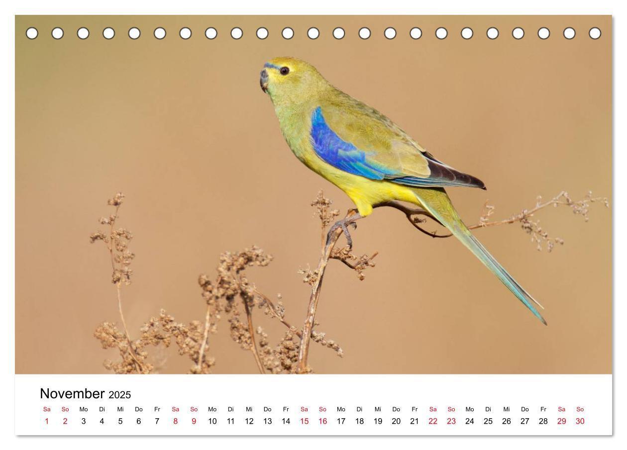 Bild: 9783435612239 | Australische Papageien (Tischkalender 2025 DIN A5 quer), CALVENDO...