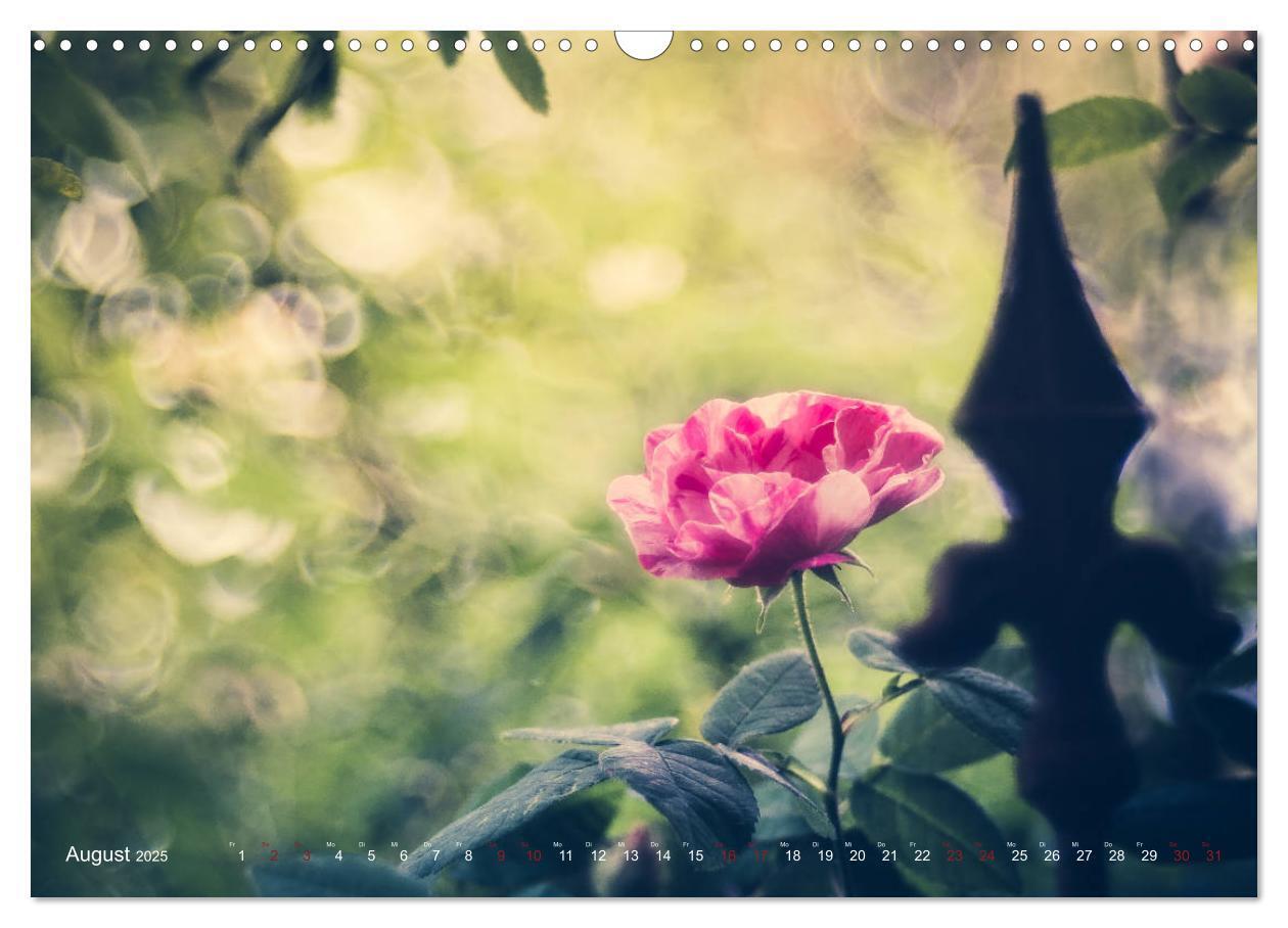 Bild: 9783435390861 | Die Welt der Alten Rosen (Wandkalender 2025 DIN A3 quer), CALVENDO...