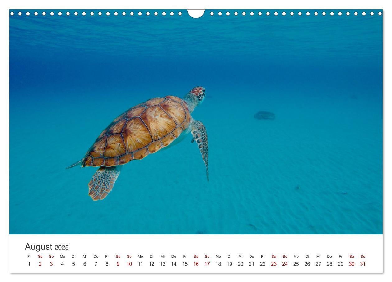 Bild: 9783383997358 | Schildkröten - Die gepanzerten Tiere. (Wandkalender 2025 DIN A3...