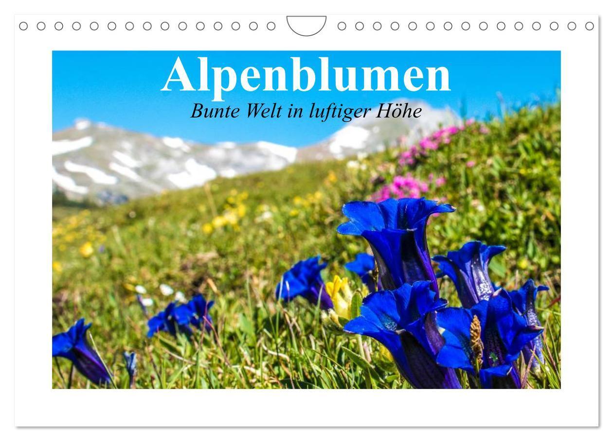 Cover: 9783383387524 | Alpenblumen. Bunte Welt in luftiger Höhe (Wandkalender 2024 DIN A4...