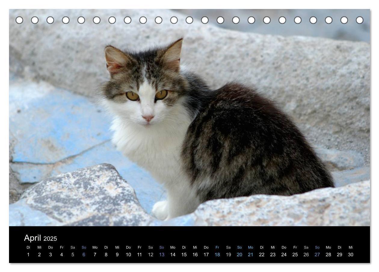 Bild: 9783435677405 | Katzensprung (Tischkalender 2025 DIN A5 quer), CALVENDO Monatskalender