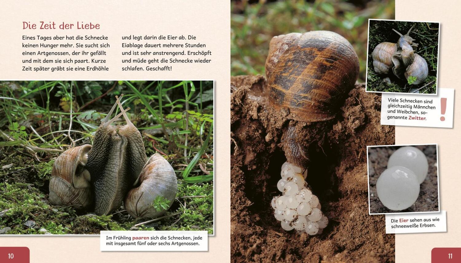 Bild: 9783480236589 | Meine große Tierbibliothek: Die Schnecke | Paul Starosta | Buch | 2020