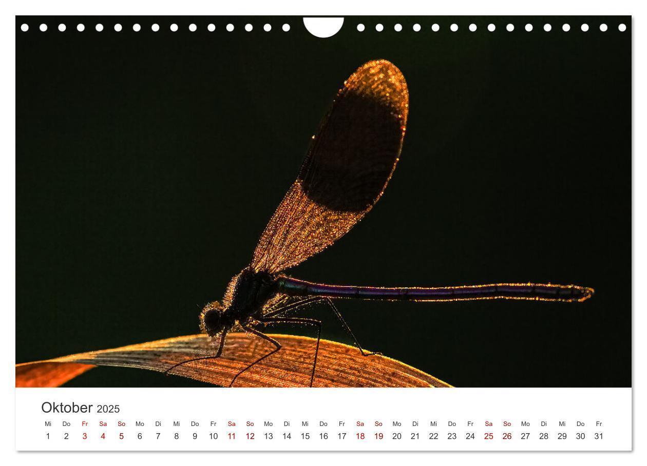 Bild: 9783383812101 | Naturjuwel Haspelmoor (Wandkalender 2025 DIN A4 quer), CALVENDO...