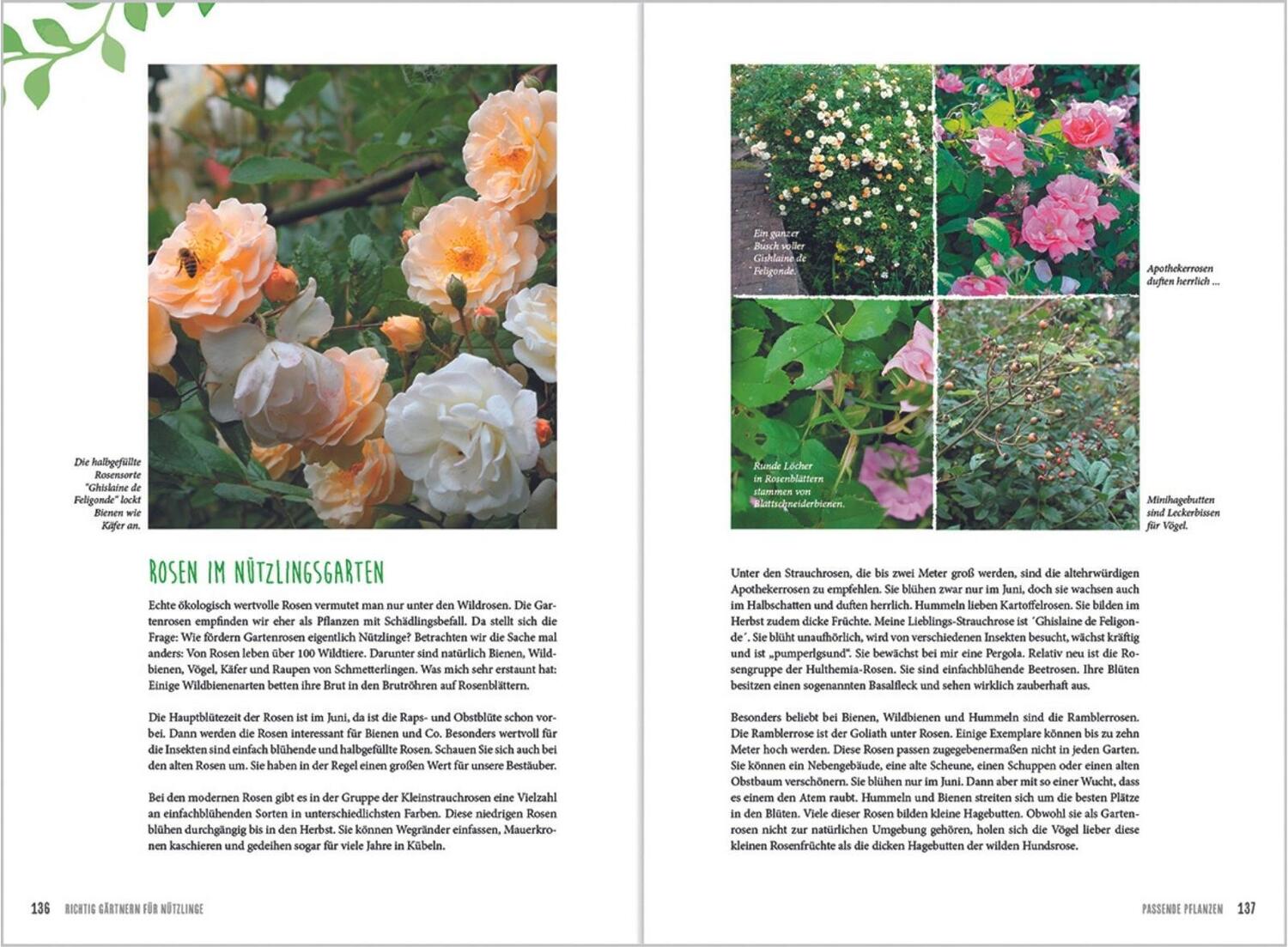 Bild: 9783784356020 | MDR Garten - Richtig gärtnern für Nützlinge | Brigitte Goss | Buch