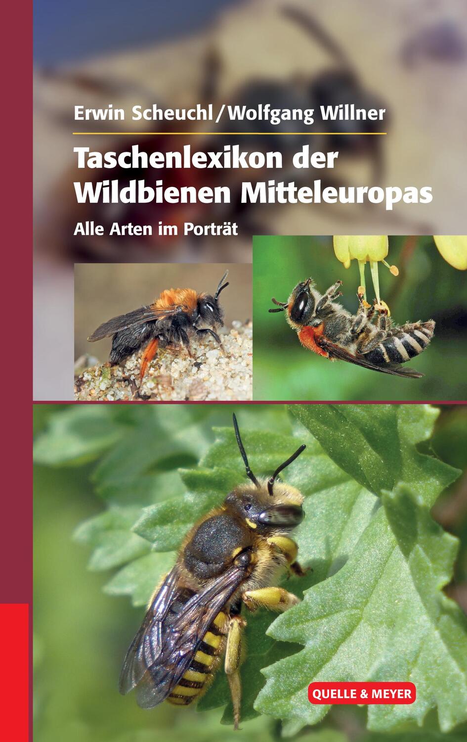 Cover: 9783494016535 | Taschenlexikon der Wildbienen Mitteleuropas | Erwin Scheuchl (u. a.)