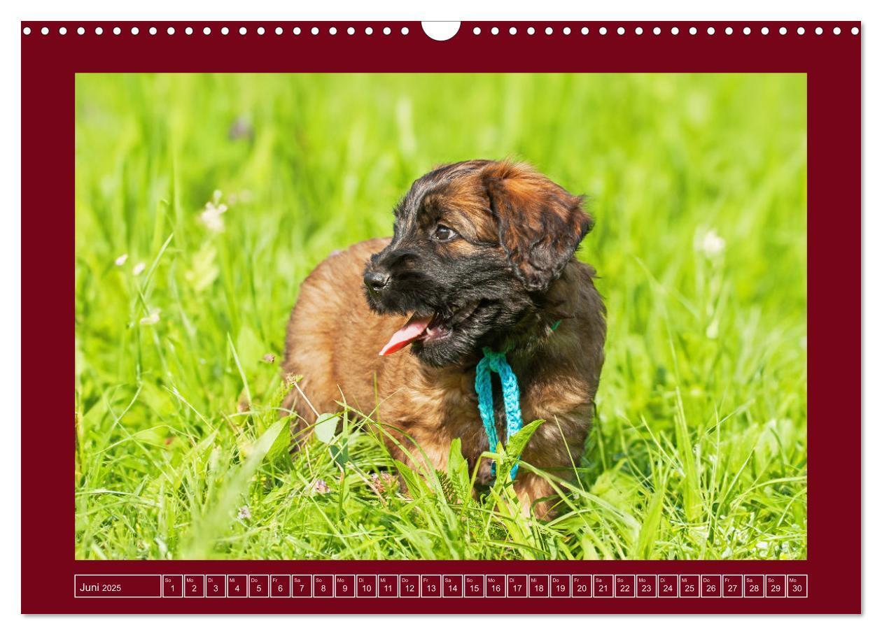 Bild: 9783457153079 | Herz auf vier Pfoten - Briard (Wandkalender 2025 DIN A3 quer),...