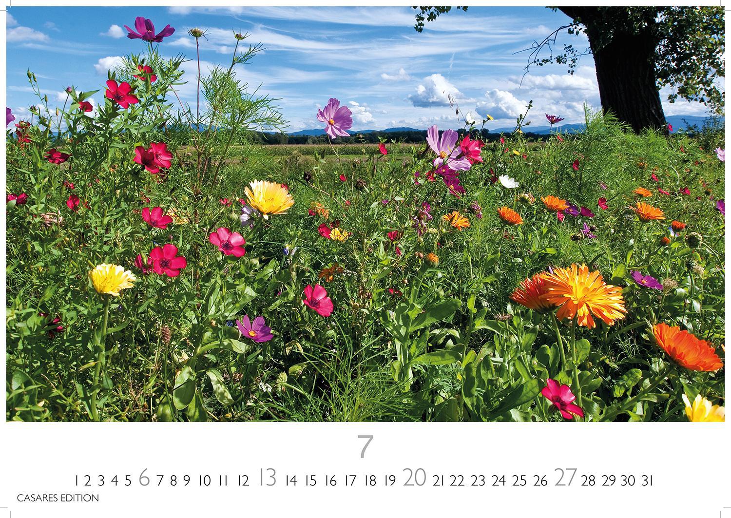 Bild: 9781835242186 | Blumenwiese 2025 L 35x50cm | Kalender | 14 S. | Deutsch | 2025