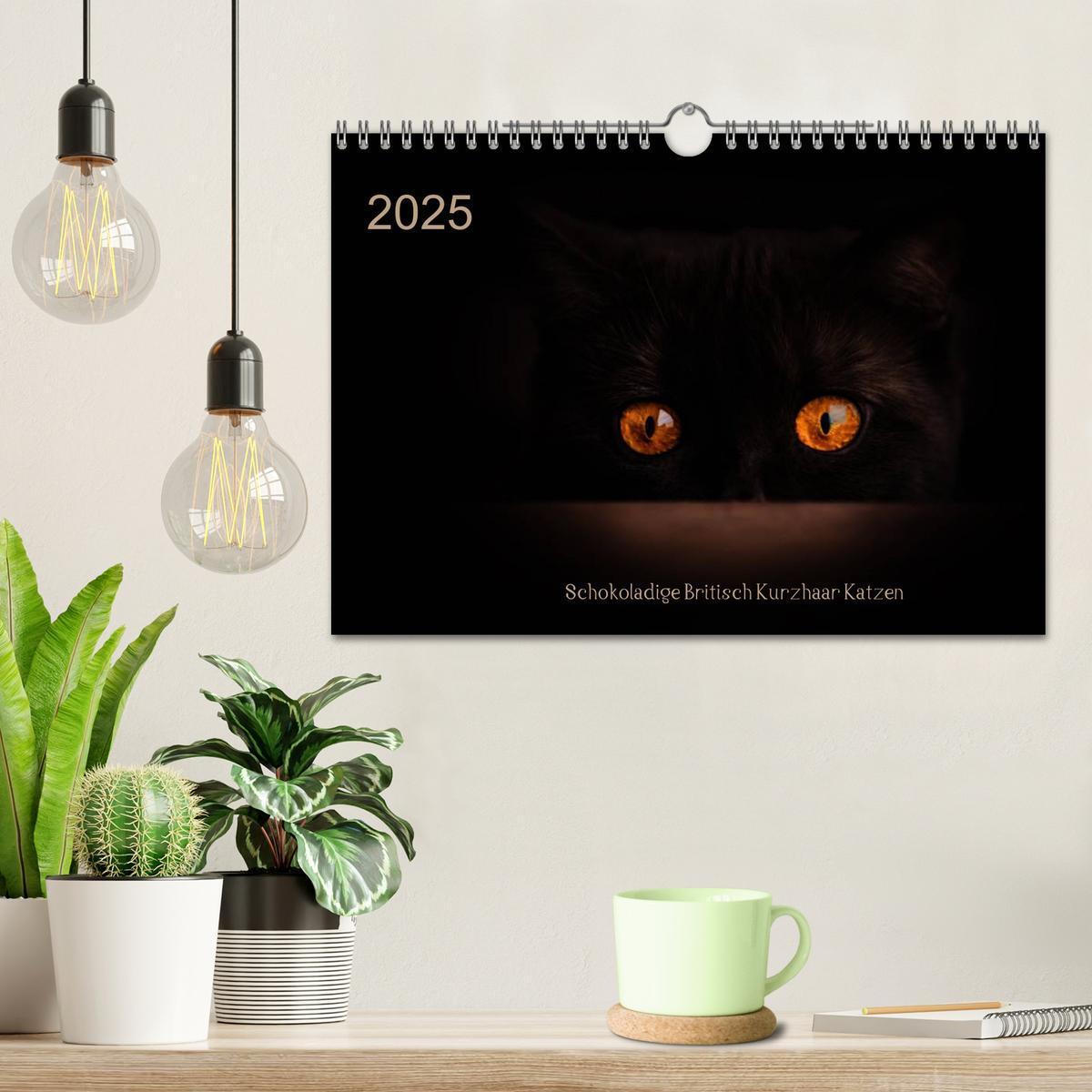 Bild: 9783435488506 | Schokoladige Britisch Kurzhaar Katzen (Wandkalender 2025 DIN A4...