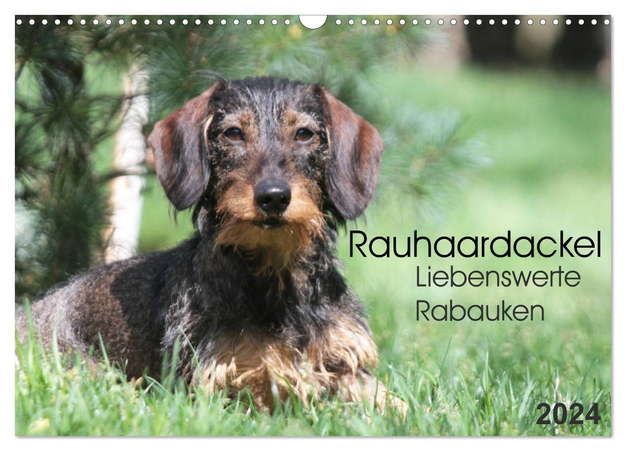 Cover: 9783383579523 | Liebenswerte Rabauken - Rauhaardackel (Wandkalender 2024 DIN A3...