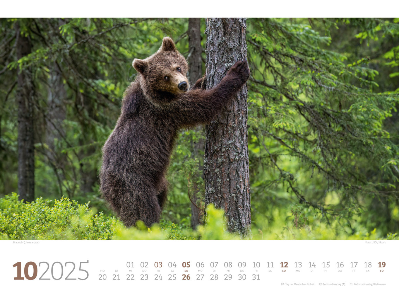 Bild: 9783838425825 | Tierwelt Wald Kalender 2025 | Ackermann Kunstverlag | Kalender | 14 S.