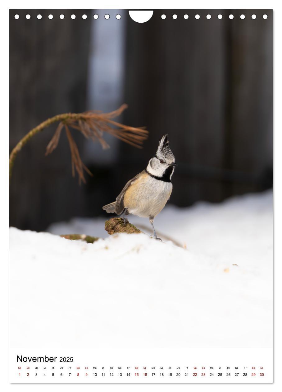 Bild: 9783435891641 | Heimische Vögel in Ihren Gärten (Wandkalender 2025 DIN A4 hoch),...