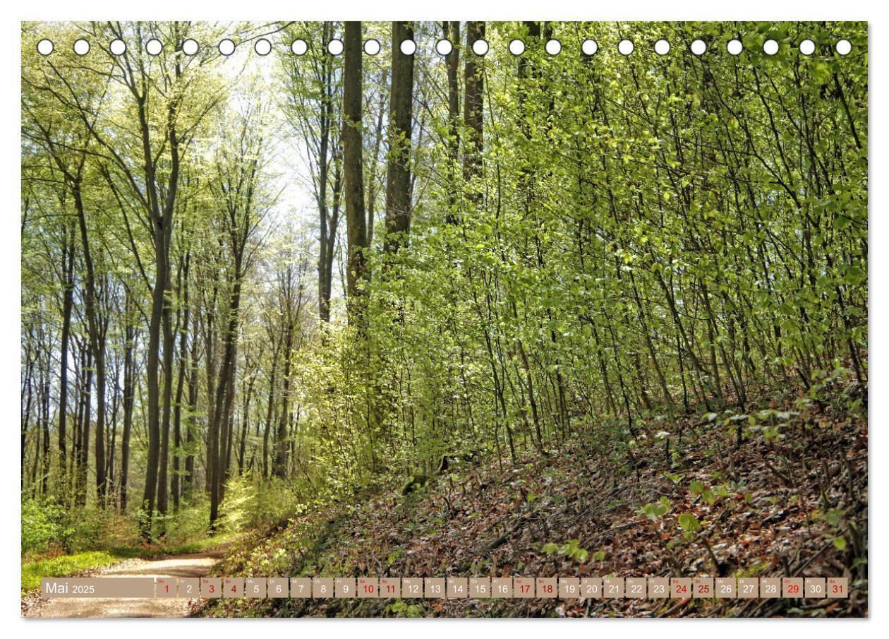 Bild: 9783383773266 | Der Wald - Ort der Ruhe und Besinnung (Tischkalender 2025 DIN A5...