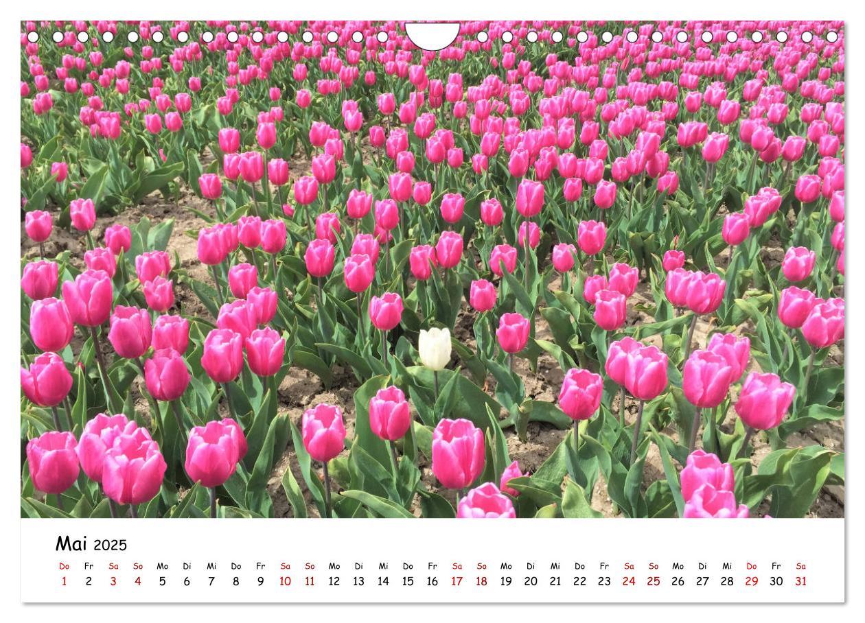 Bild: 9783435261840 | Tulpenblüte in Flevoland 2025 (Wandkalender 2025 DIN A4 quer),...