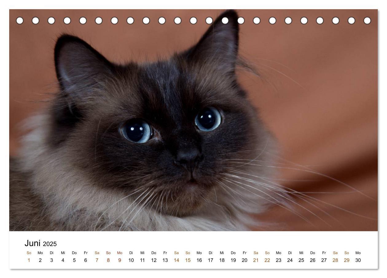 Bild: 9783435752904 | Ragdolls (Tischkalender 2025 DIN A5 quer), CALVENDO Monatskalender