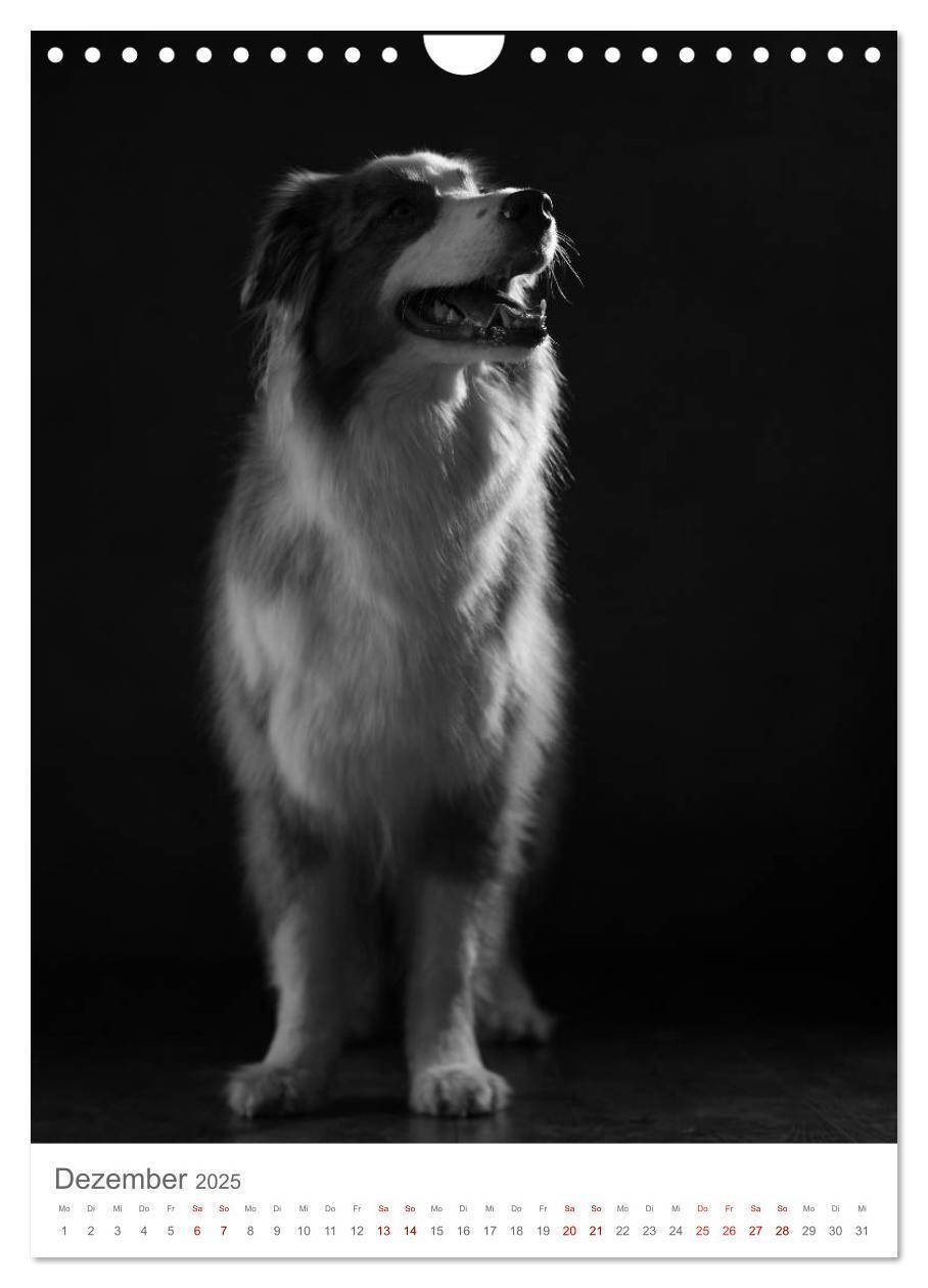 Bild: 9783435999491 | Fine Art Hundeportraits (Wandkalender 2025 DIN A4 hoch), CALVENDO...