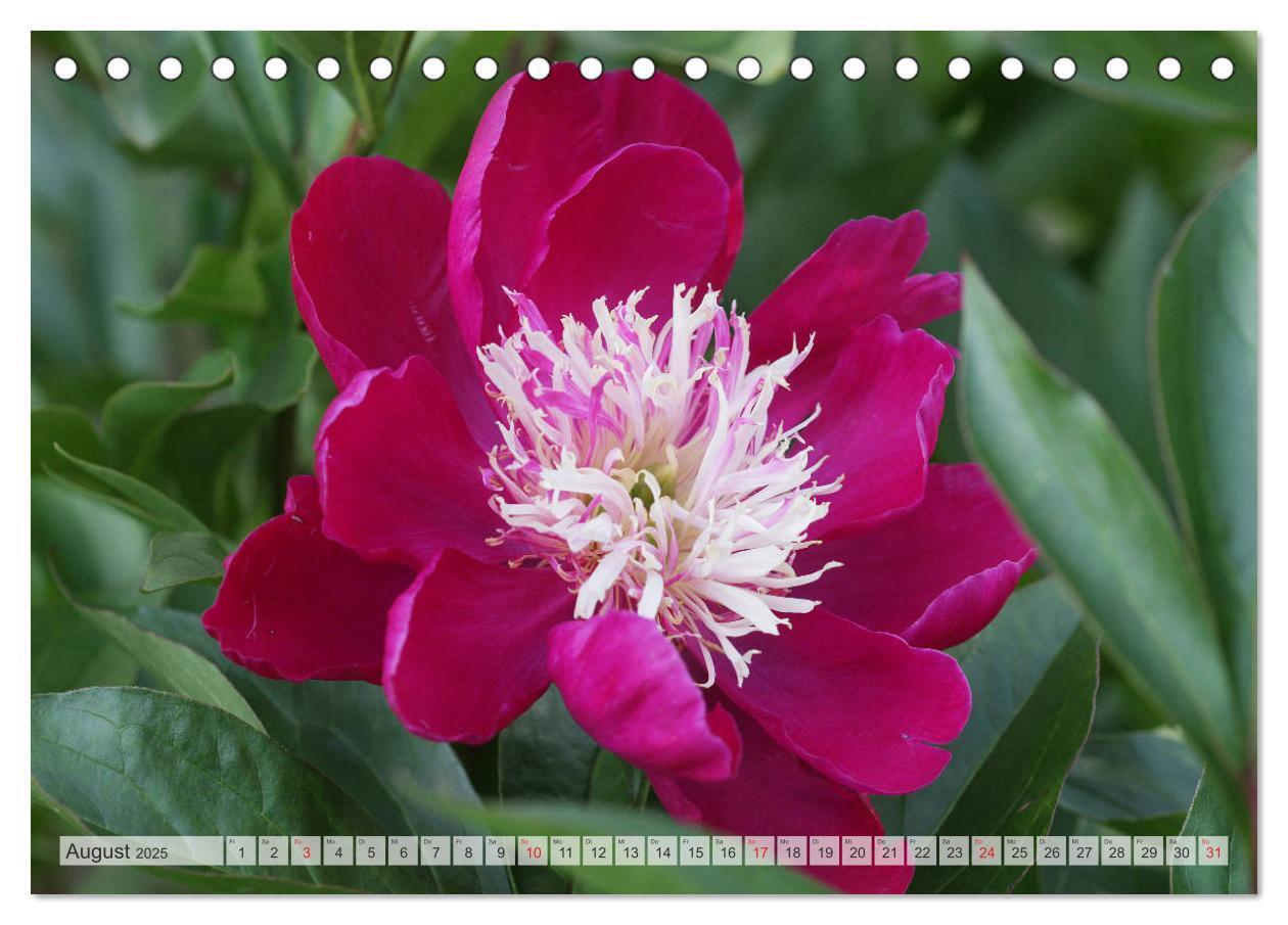 Bild: 9783435283996 | PFINGSTROSEN Rosen ohne Dornen (Tischkalender 2025 DIN A5 quer),...