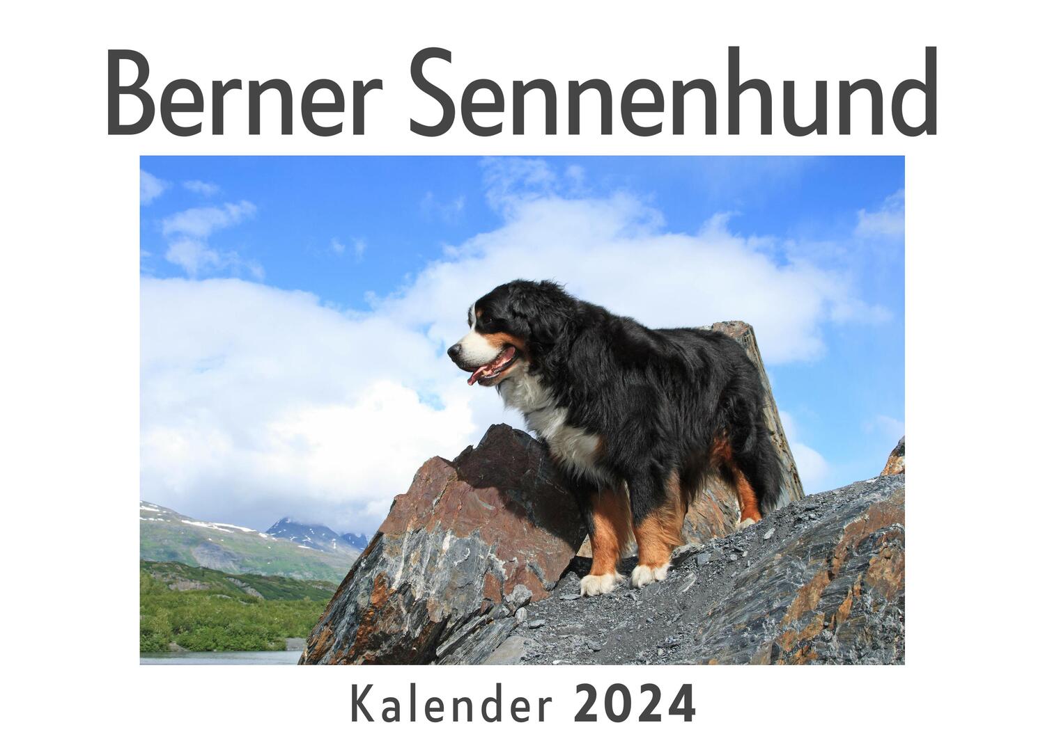 Cover: 9783750557598 | Berner Sennenhund (Wandkalender 2024, Kalender DIN A4 quer,...