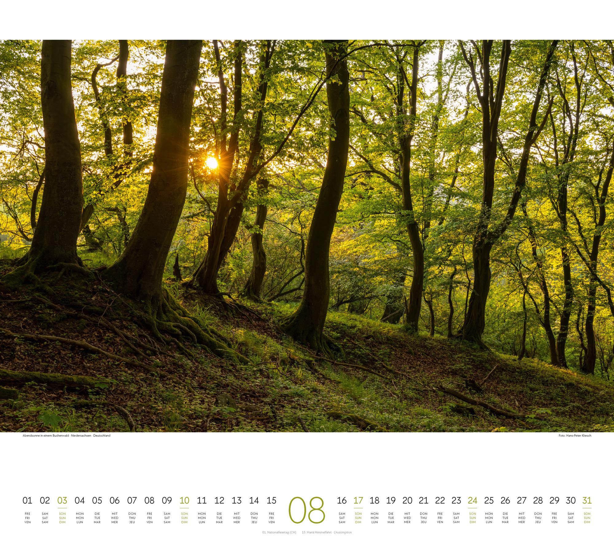 Bild: 9783838425221 | Wald Kalender 2025 | Ackermann Kunstverlag | Kalender | Spiralbindung