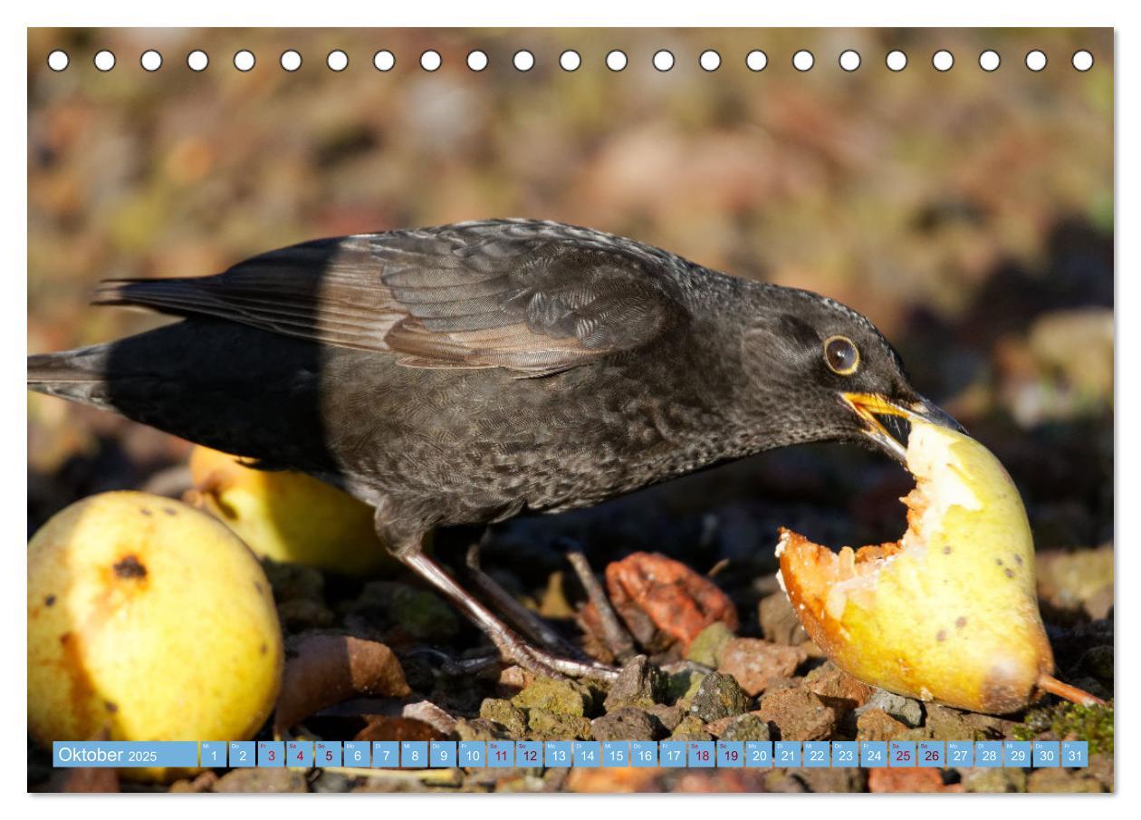 Bild: 9783435022748 | Amsel - Schwarzdrossel fotografiert von Ostfriesenfotografie...