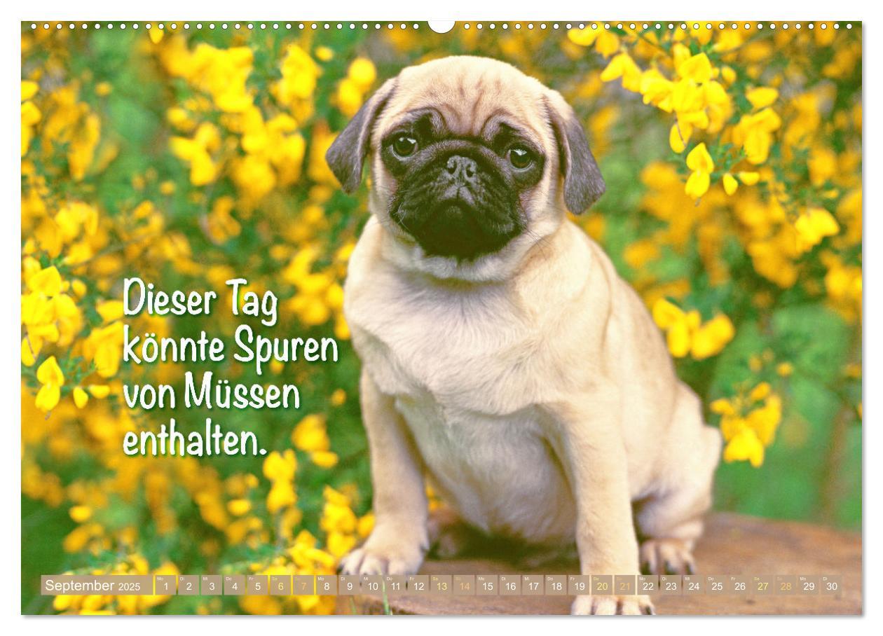 Bild: 9783457167205 | Lächeln mit Mops (Wandkalender 2025 DIN A2 quer), CALVENDO...