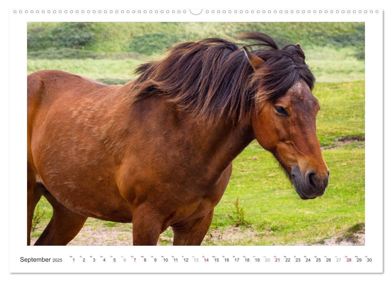 Bild: 9783435689996 | Der Pferdekalender (hochwertiger Premium Wandkalender 2025 DIN A2...