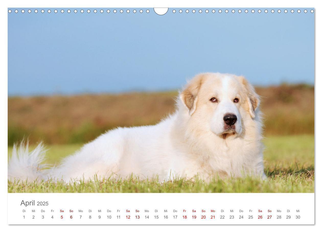 Bild: 9783435054695 | Pyrenäenberghunde (Wandkalender 2025 DIN A3 quer), CALVENDO...