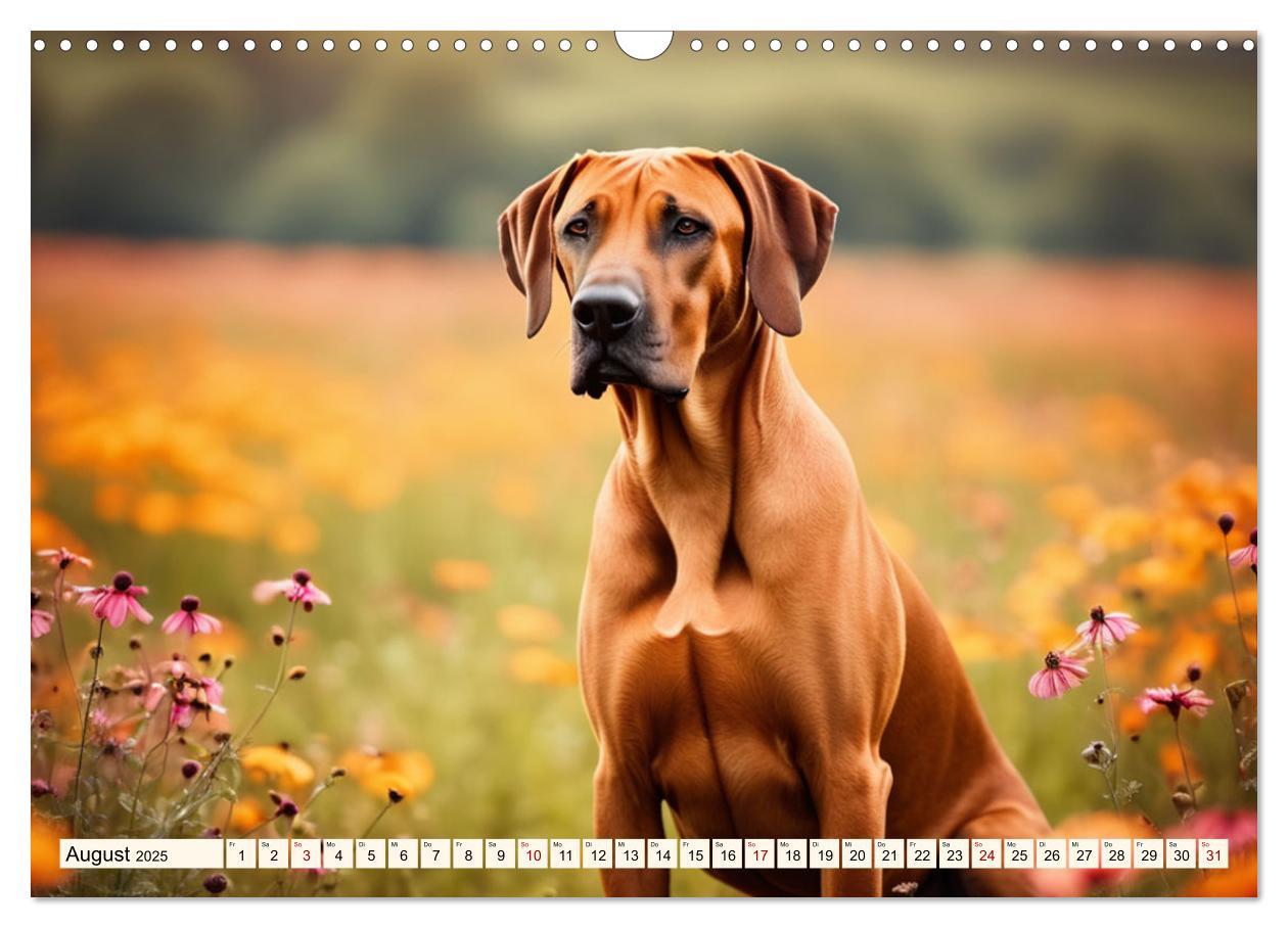 Bild: 9783457146064 | Rhodesian Ridgeback - Athlet mit Rückenkamm (Wandkalender 2025 DIN...