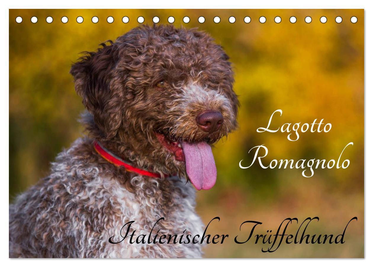 Cover: 9783675897649 | Lagotto Romagnolo - Italienischer Trüffelhund (Tischkalender 2024...