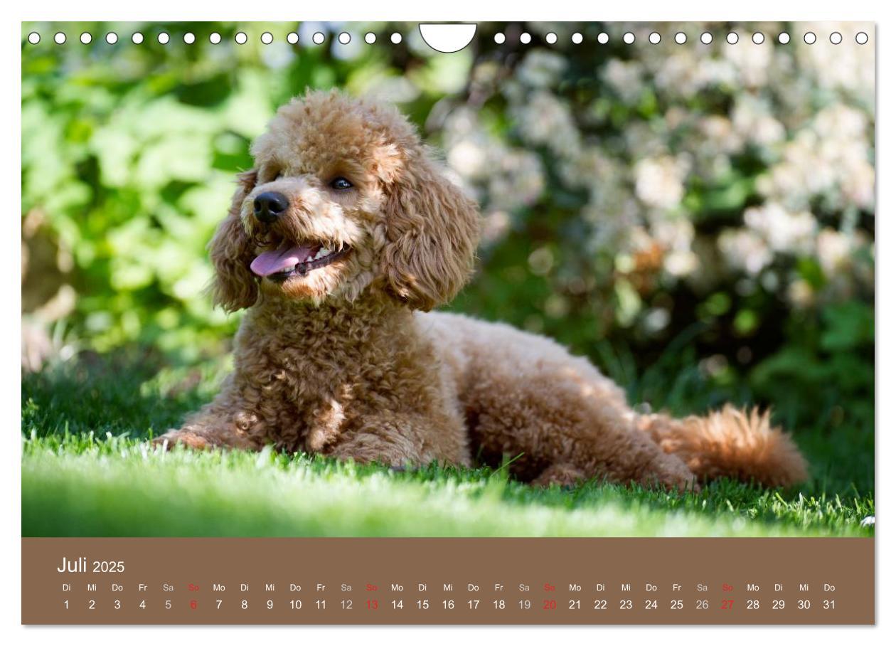 Bild: 9783435743131 | Pudel (Wandkalender 2025 DIN A4 quer), CALVENDO Monatskalender | Noack