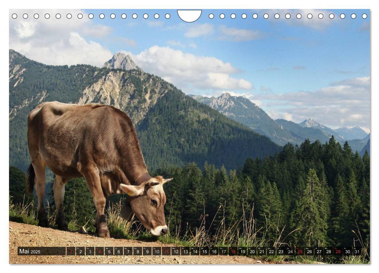 Bild: 9783435670819 | Ein Jahr im Allgäu (Wandkalender 2025 DIN A4 quer), CALVENDO...