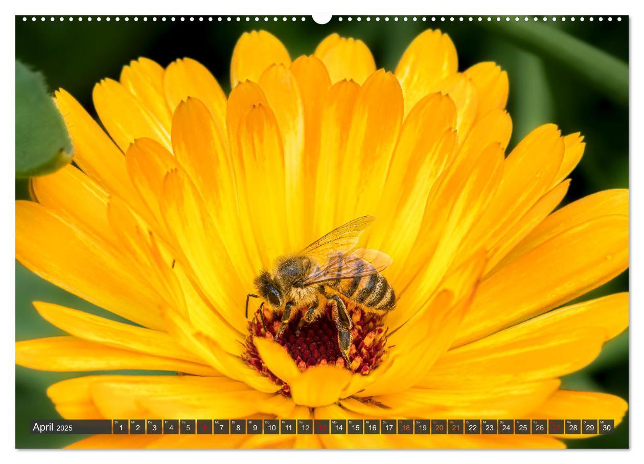 Bild: 9783383794384 | Sehe die Bienen (Wandkalender 2025 DIN A2 quer), CALVENDO...